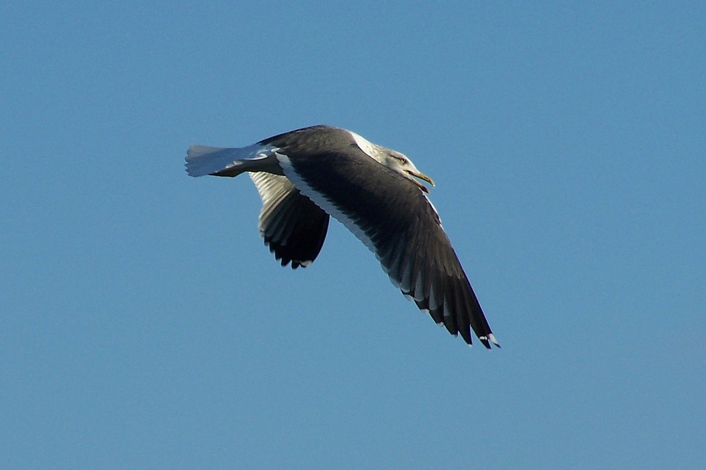 encore un goeland