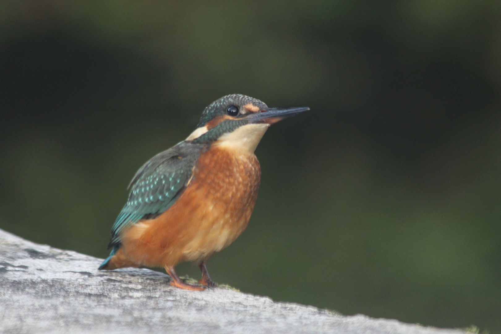 encore un Martin-Pêcheur