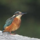 encore un Martin-Pêcheur