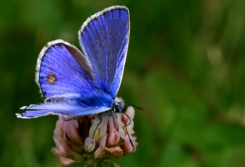 Encore un papillon !