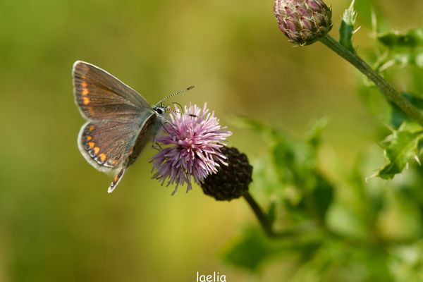 encore un papillon azuree brun (aricia agestis)