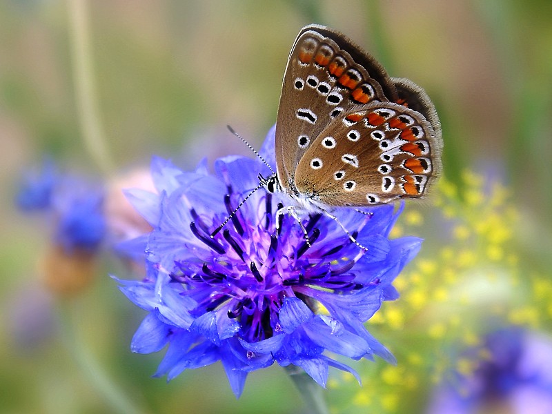 encore un papillon