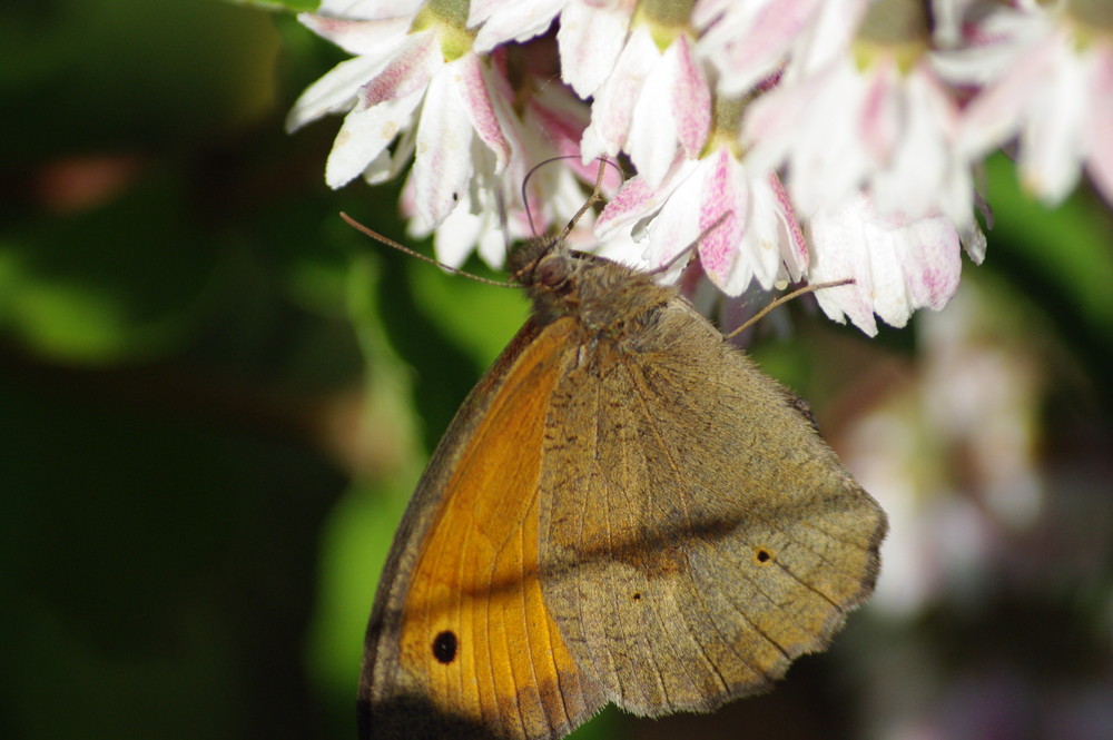 encore un papillons