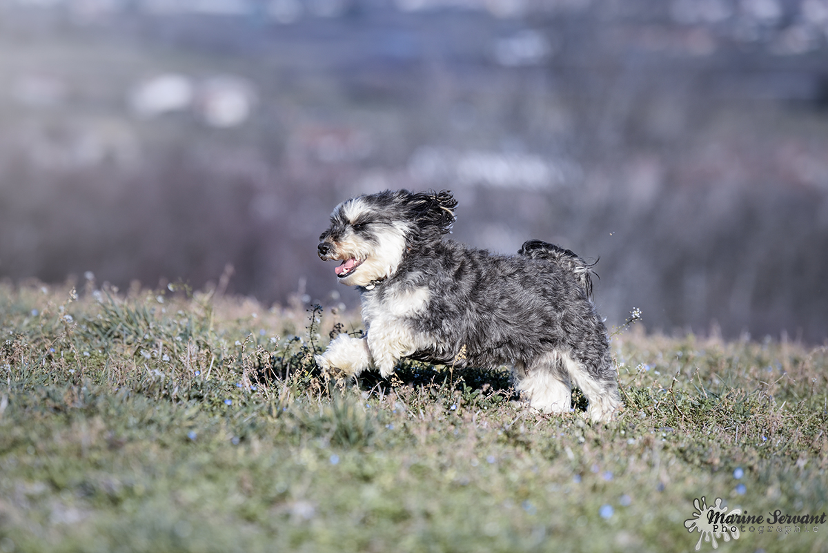 Encore un petit chien