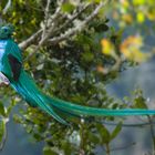 Encore un quetzal