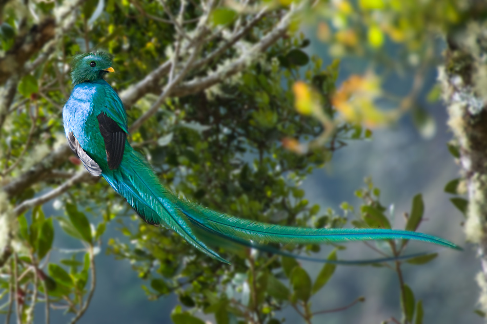 Encore un quetzal