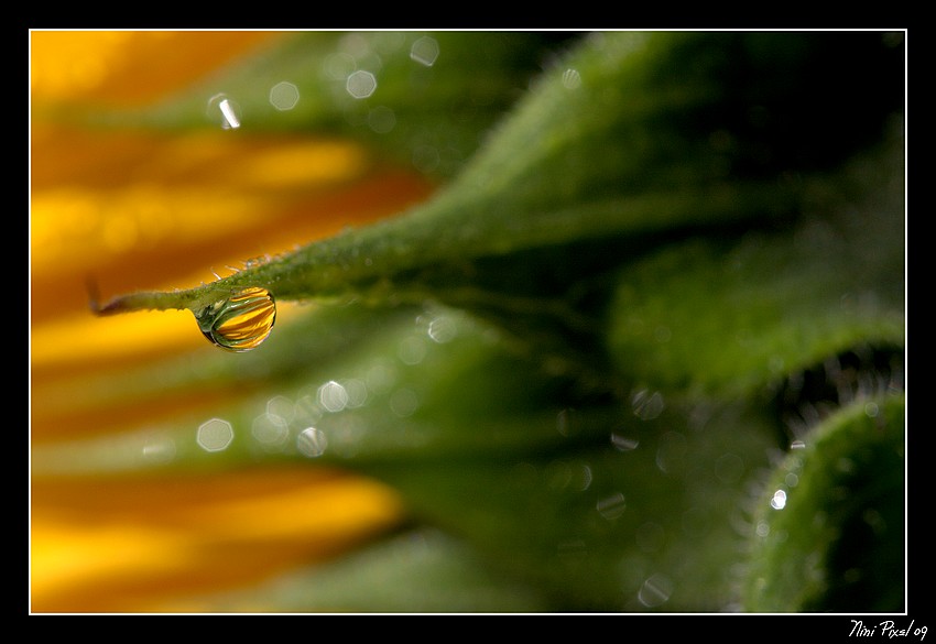 Encore un tournesol dans une goutte...