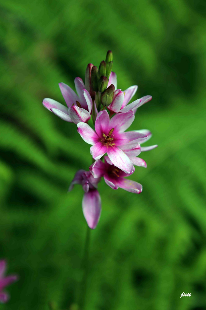 Encore une fleur endémique