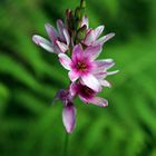 Encore une fleur endémique