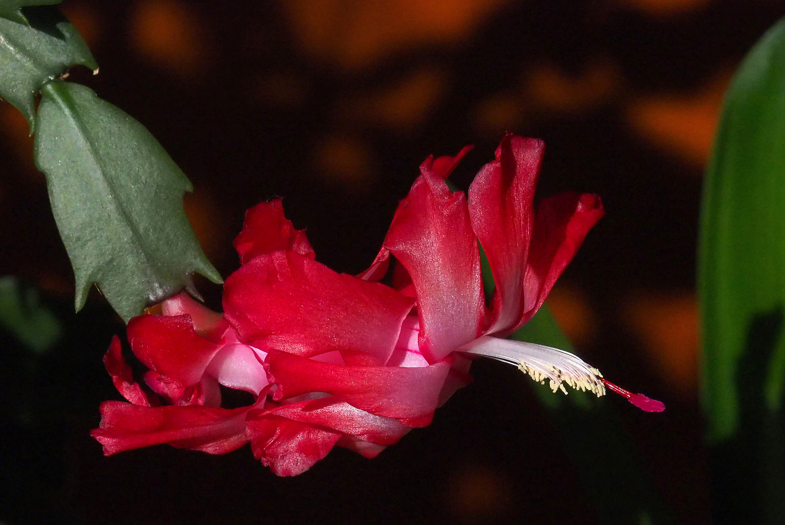 Encore une floraison du cactus de Noël