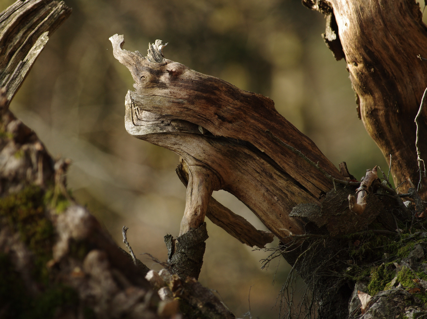 Encore une nouvelle espèce découverte dans les forêts vosgiennes ...