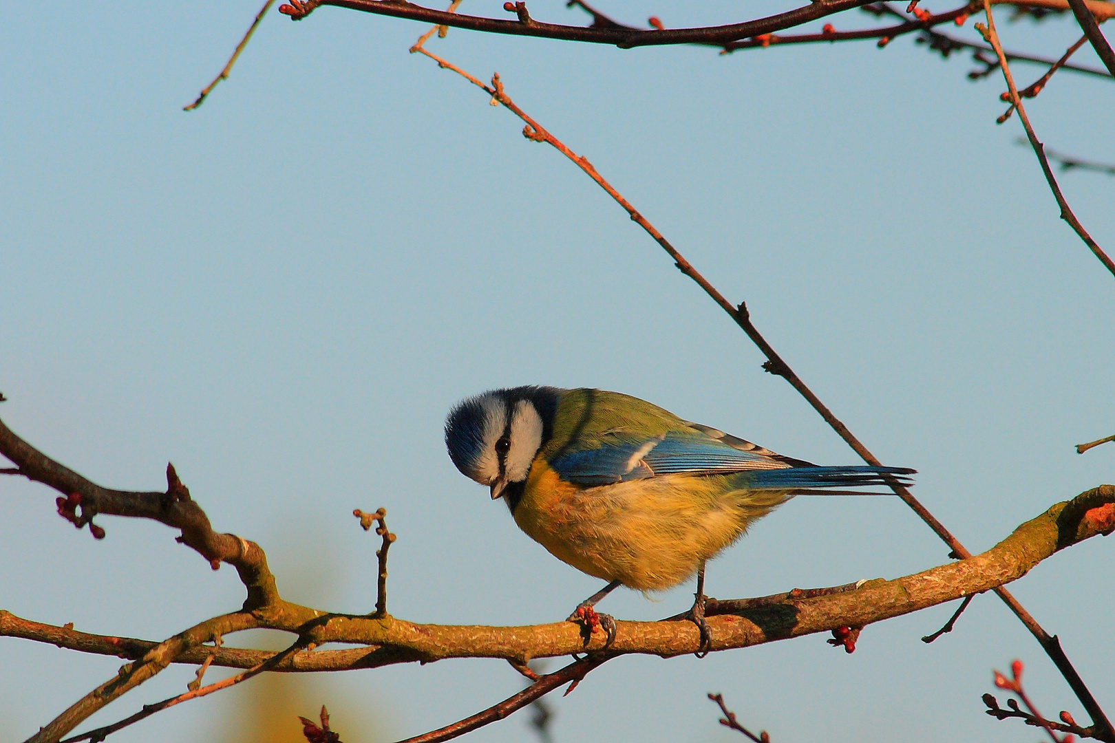 Encore une petite bleue!