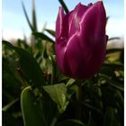encore une tulipe