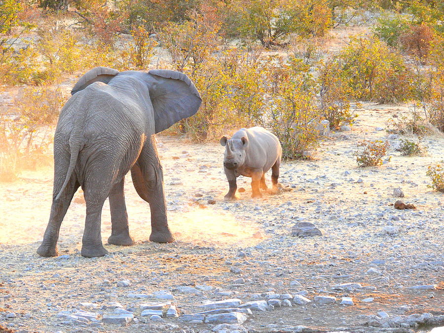 "Encounter at the waterhole"