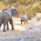 "Encounter at the waterhole"