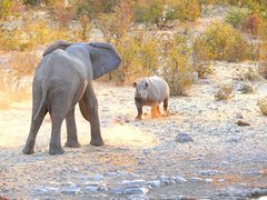 "Encounter at the waterhole"