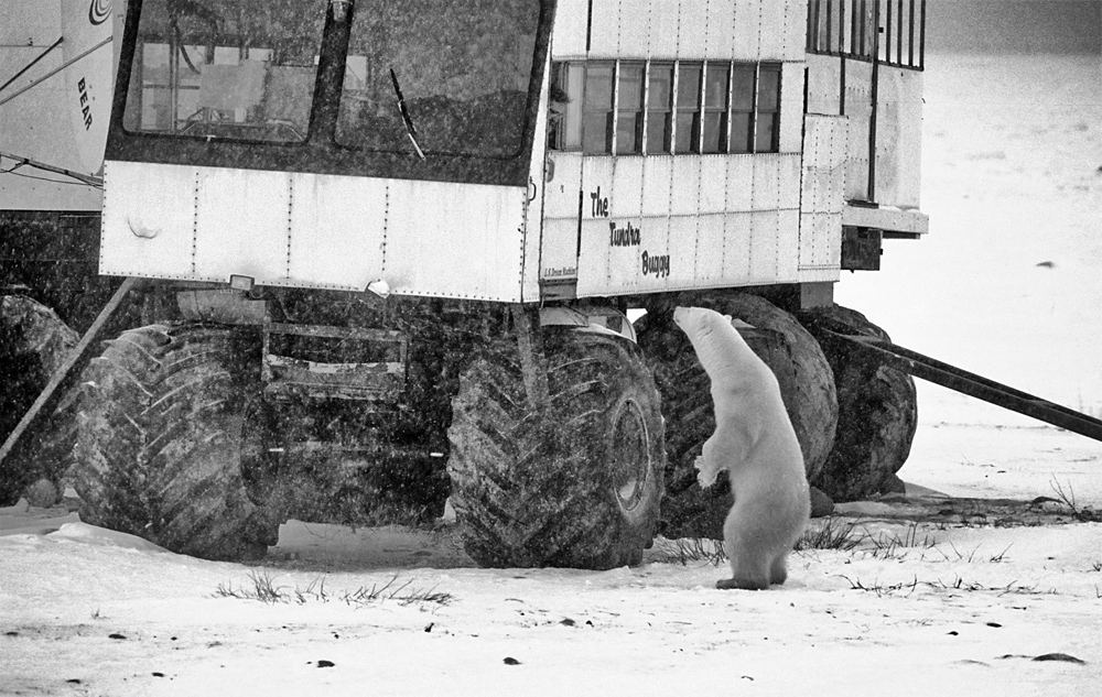 Encounter in a Snowstorm