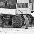 Encounter in a Snowstorm