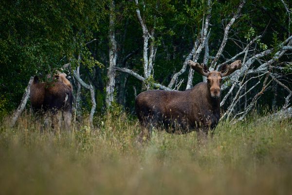 "Encounter in the Wilderness"