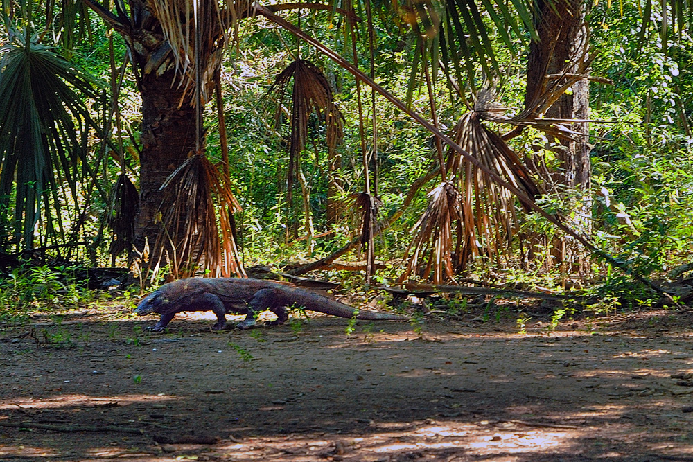 Encounter the Komodo dragon in the jungle