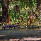 Encounter the Komodo dragon in the jungle