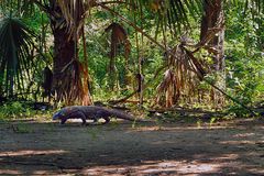 Encounter the Komodo dragon in the jungle