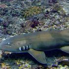 Encounter with a bamboo shark