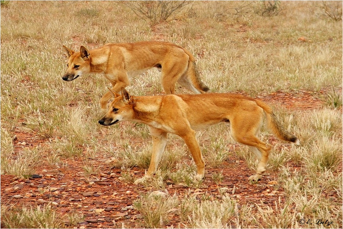 ** Encounter with Dingos **