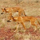 ** Encounter with Dingos **