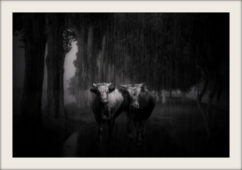 Encounters in the rain...