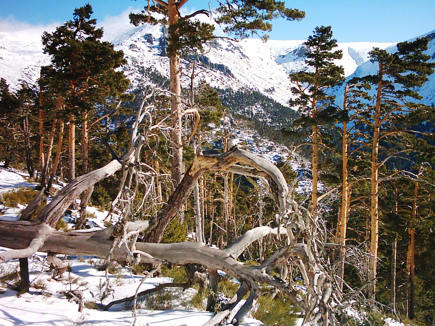 ENCRUCIJADA DE LA NATURALEZA