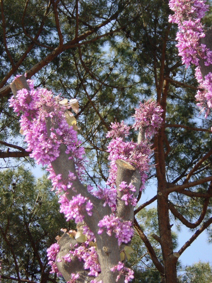 Encuentro con la primavera