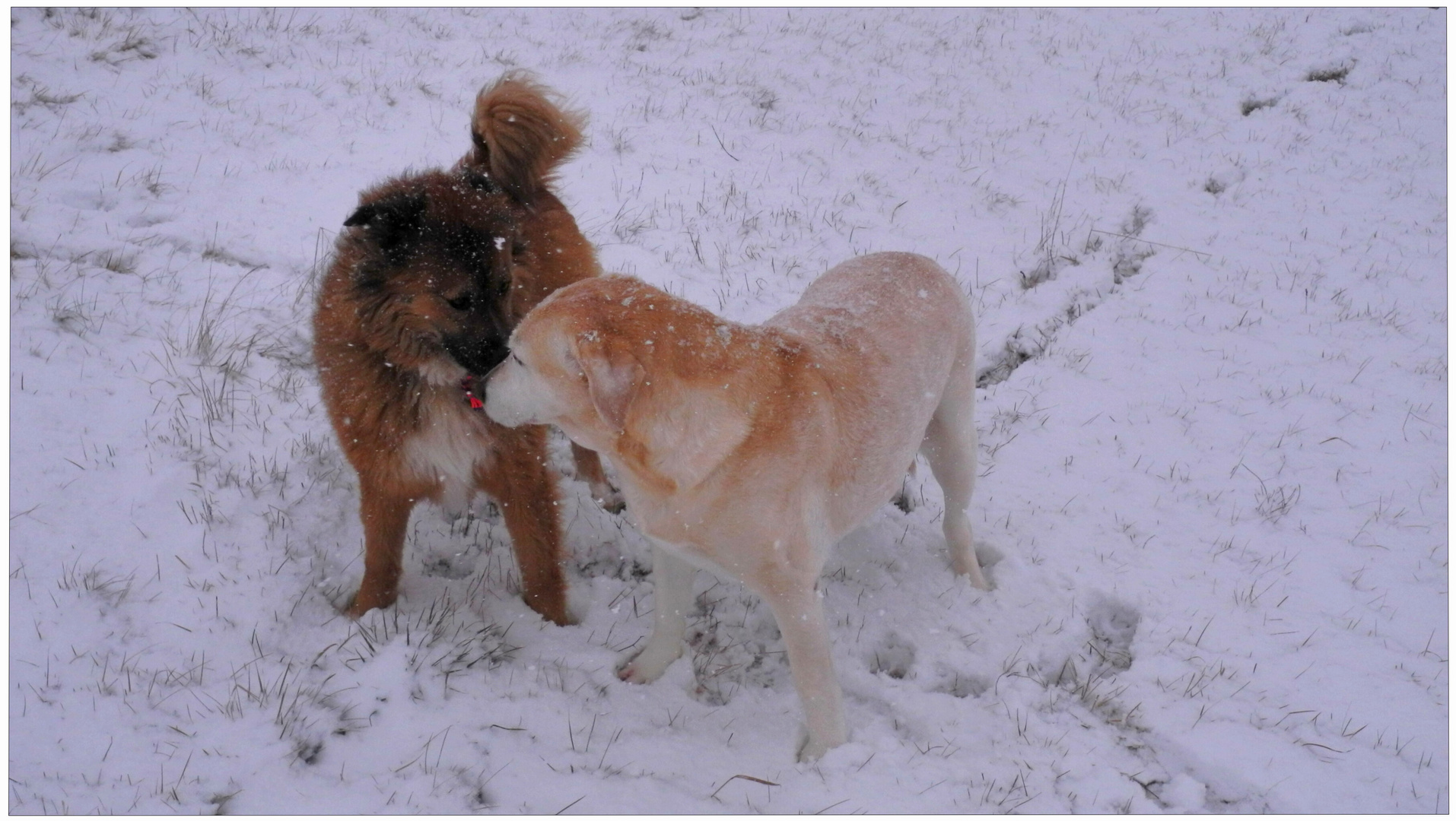 Encuentro en la nieve I (Treffen im Schnee I)