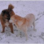 Encuentro en la nieve I (Treffen im Schnee I)