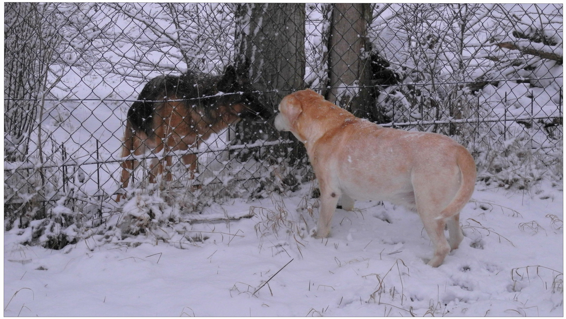 Encuentro en la nieve II (Treffen im Schnee II)