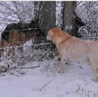 Encuentro en la nieve II (Treffen im Schnee II)