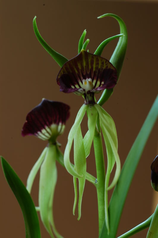 Encyclia cochleata