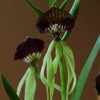 Encyclia cochleata