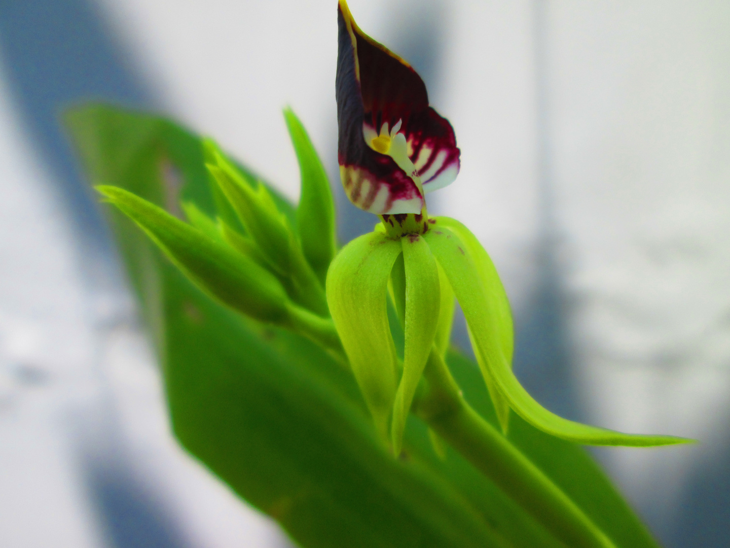 Encyclia Conchleata