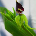 Encyclia Conchleata