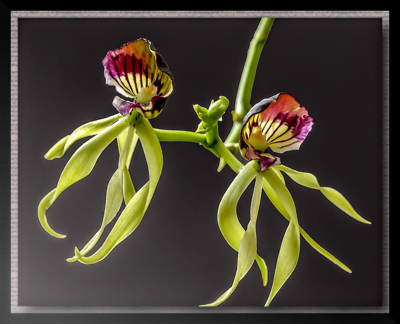 Encyclia Octopussy