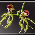 Encyclia Octopussy