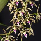 Encyclia prismatocarpa