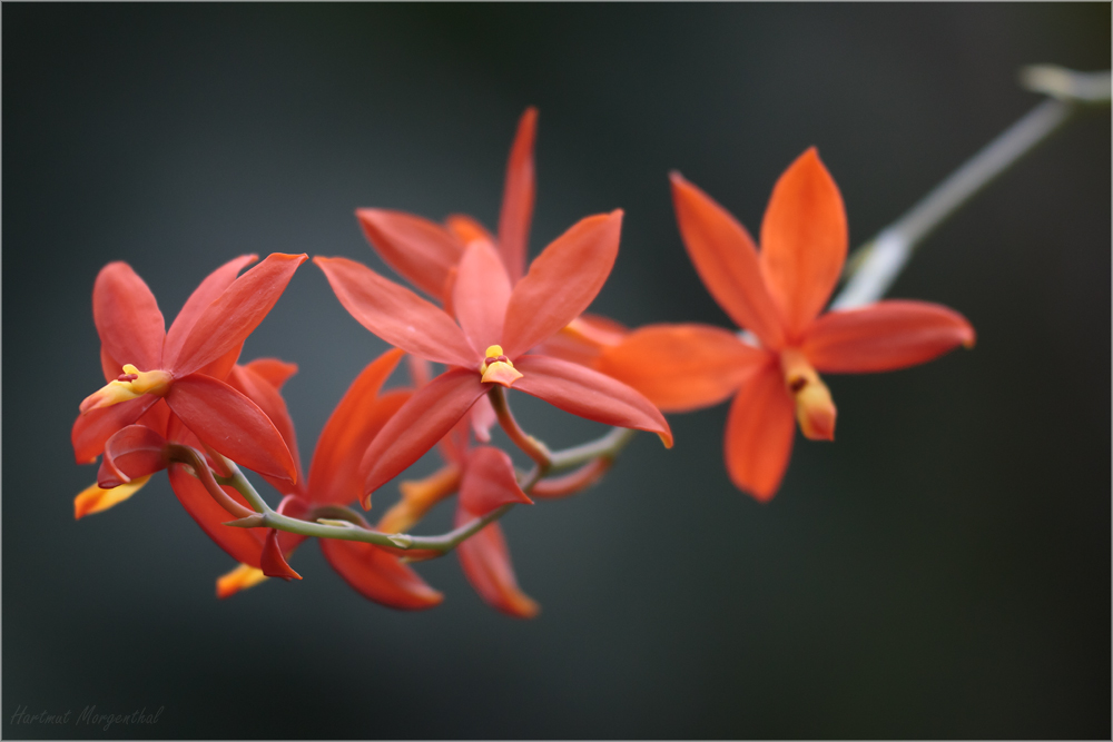 Encyclia vitellina