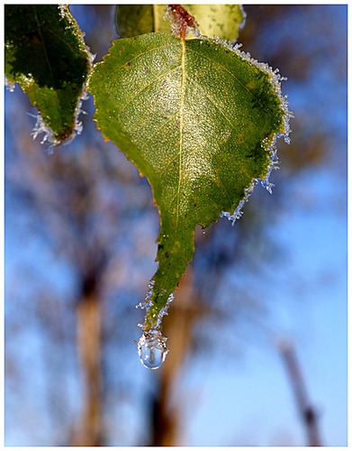 End of morning frost