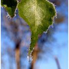 End of morning frost