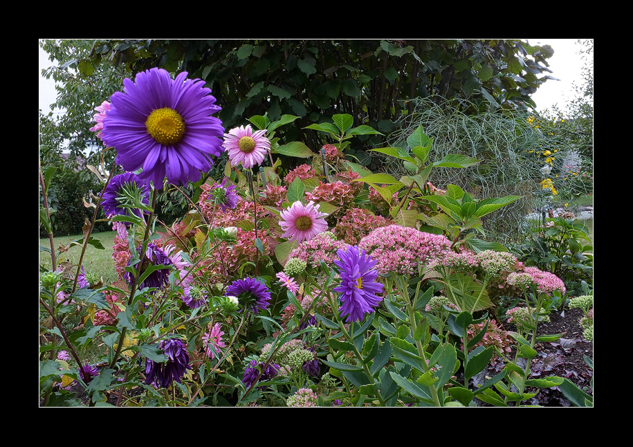 End of summer flowers