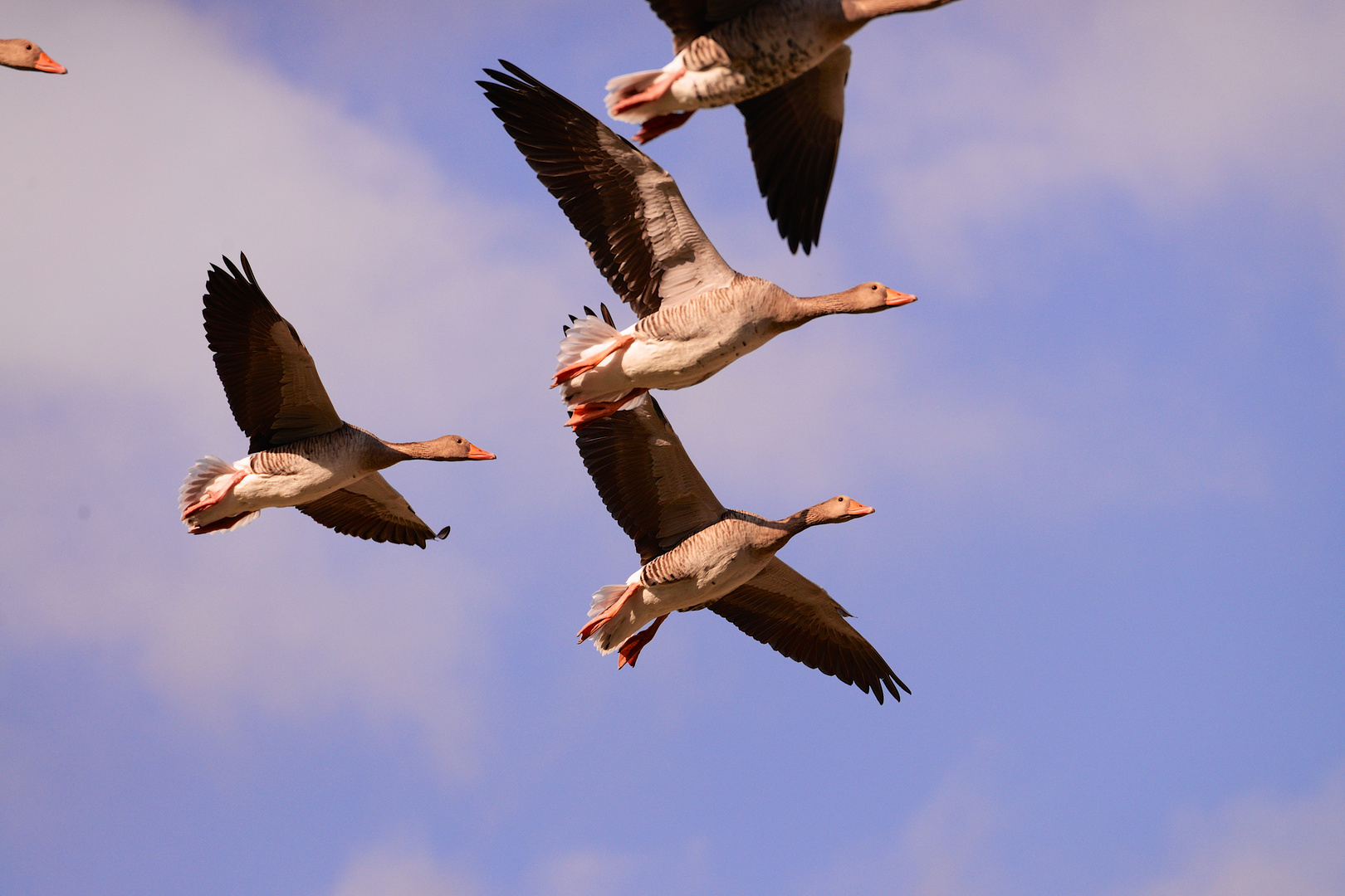 Endanflug im abendlicht