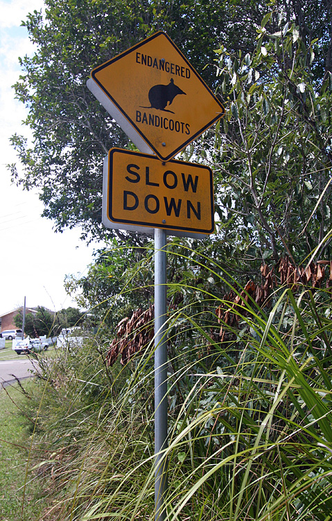 Endangered Bandicoots