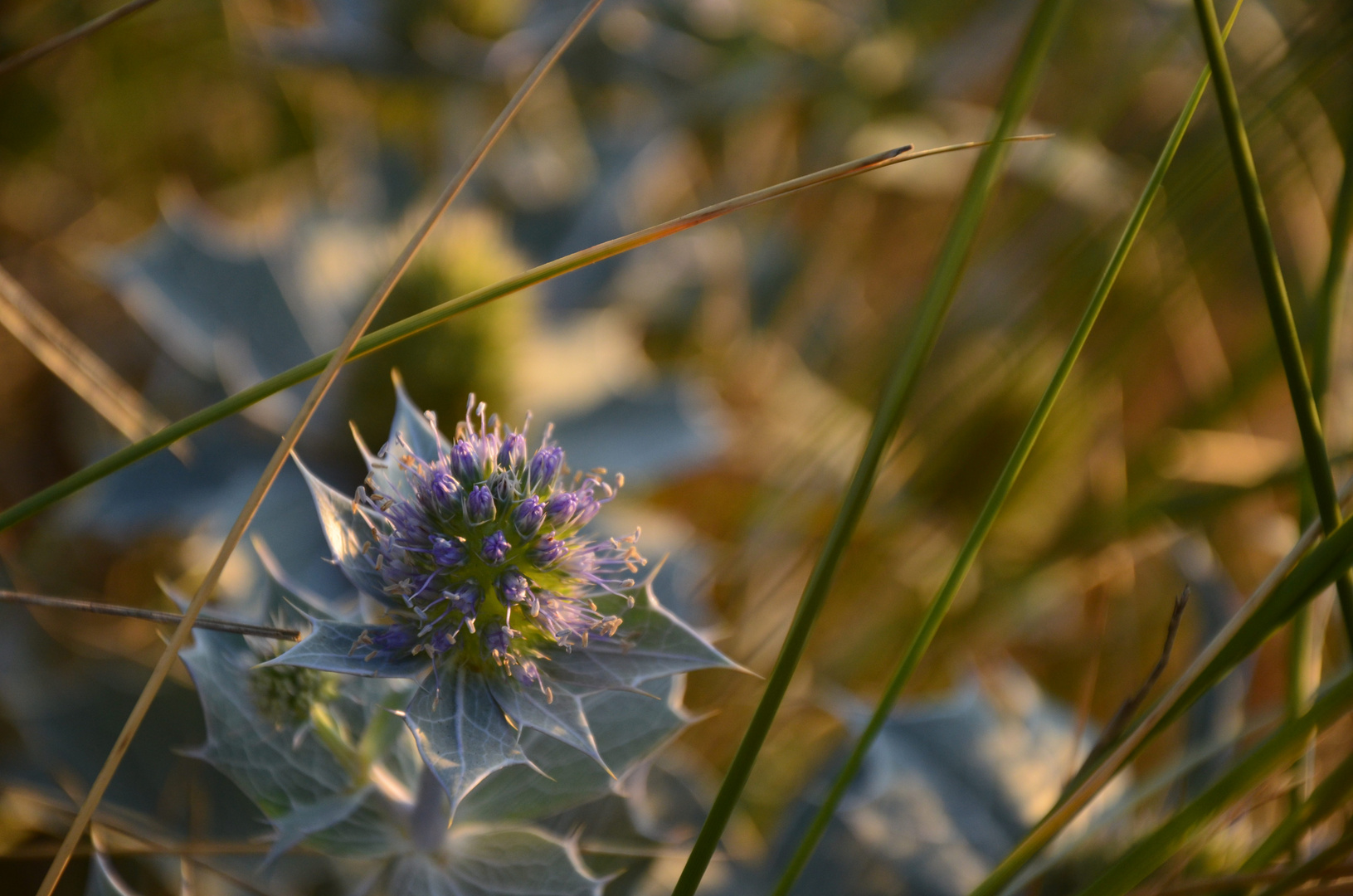 Endangered Eryngo Eryngium maritimum L. Foto & Bild sand, meer